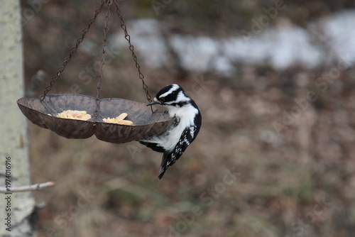 Wallpaper Mural Little Downy Woodpecker Torontodigital.ca