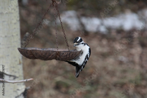 Wallpaper Mural Bird At Feeder Torontodigital.ca
