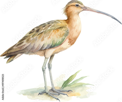 Tableau sur toile Watercolor Curlew Bird Illustration, Long Beak Shore Bird Art vector isolated on