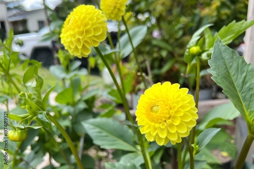 Yellow dahlia flowers blooming vibrantly in a green garden
