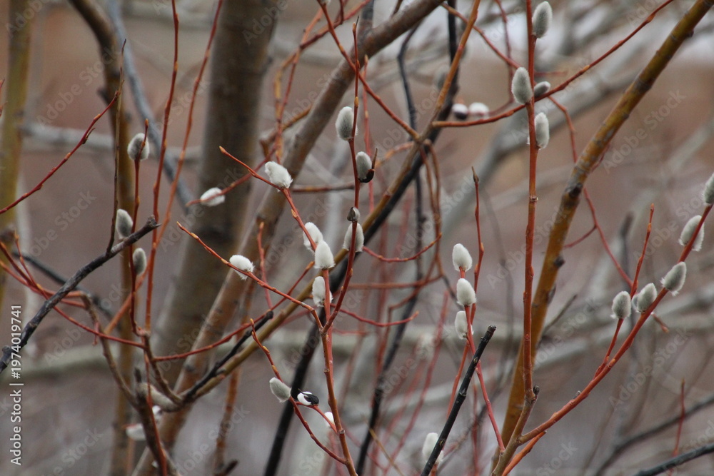 custom made wallpaper toronto digitalSpring Buds On The Tree