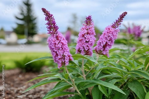 Purple butterfly bush flowers blooming in summer garden