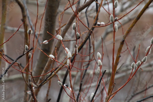Wallpaper Mural Spring Buds On The Tree Torontodigital.ca