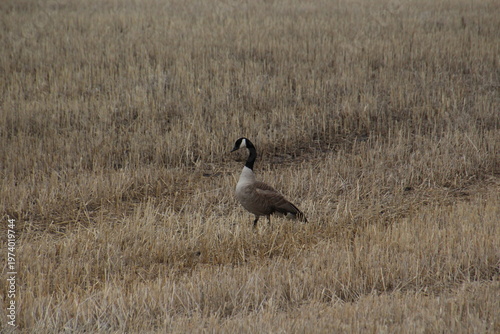 Wallpaper Mural Goose In The Field Torontodigital.ca