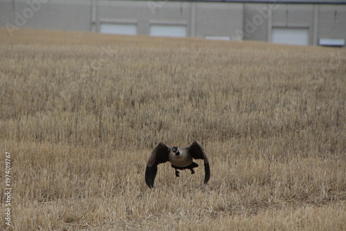 Wallpaper Mural Goose Taking Off Torontodigital.ca