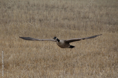 Wallpaper Mural canadian goose in flight Torontodigital.ca