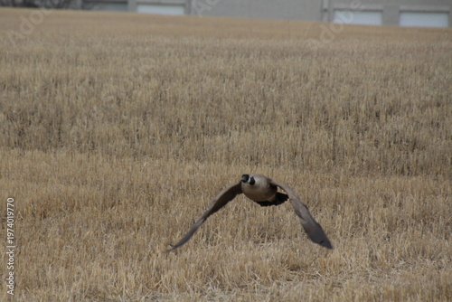Wallpaper Mural Goose Flying Over Field Torontodigital.ca