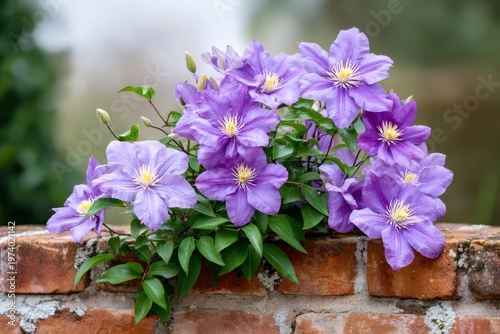 Purple clematis flowers blooming on a rustic brick wall