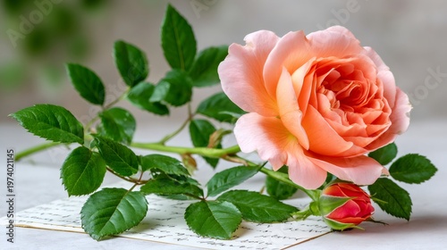 Peach rose lying on handwritten letter