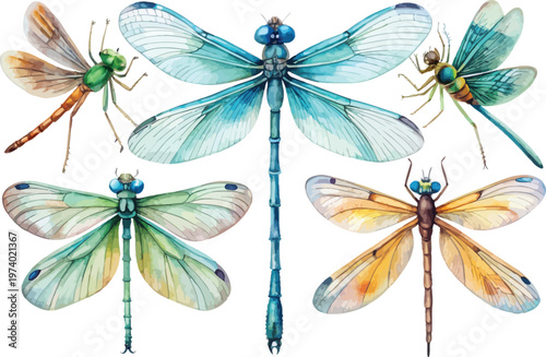 set of Watercolor Damselfly Illustration, Elegant sitting Insect Art, isolated on white background
