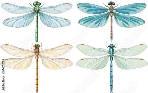 set of Watercolor Damselfly, Elegant sitting Insect Art, vector illustration isolated on white background