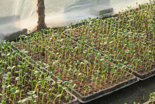 High angle view of young watermelon seedlings or Citrullus lanatus growing in a nursery seed tray