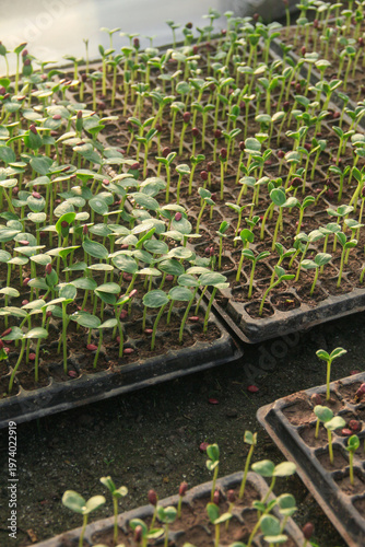 High angle view of young watermelon seedlings or Citrullus lanatus growing in a nursery seed tray
