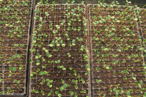 High angle view of young watermelon seedlings or Citrullus lanatus growing in a nursery seed tray