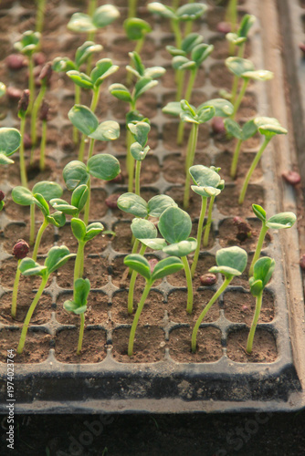 High angle view of young watermelon seedlings or Citrullus lanatus growing in a nursery seed tray