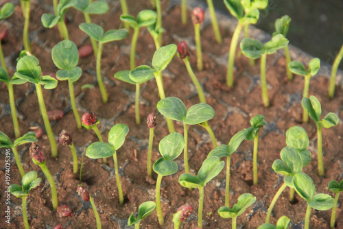 High angle view of young watermelon seedlings or Citrullus lanatus growing in a nursery seed tray