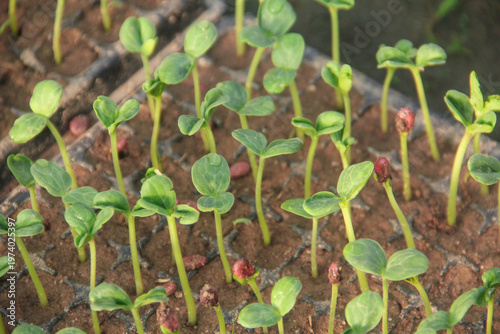 High angle view of young watermelon seedlings or Citrullus lanatus growing in a nursery seed tray