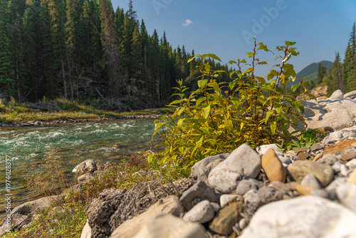 Scenic summer landscape of Elbow Falls in Kananaskis Country, Alberta, Canada. Beautiful waterfall cascading over rocky cliffs into the Elbow River with evergreen pine forest and blue sky Canada
