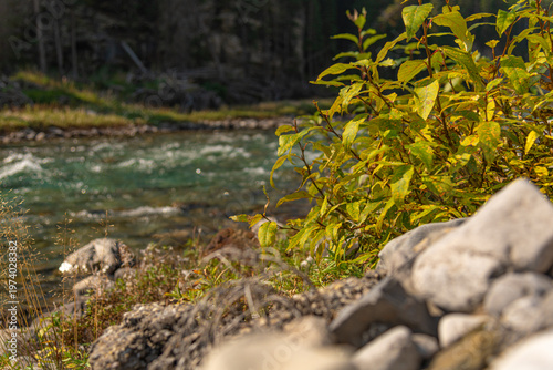 Scenic summer landscape of Elbow Falls in Kananaskis Country, Alberta, Canada. Beautiful waterfall cascading over rocky cliffs into the Elbow River with evergreen pine forest and blue sky Canada