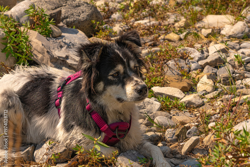 Cute border collie husky dog in summer time Canada. Wearing pink harness in wilderness area. 