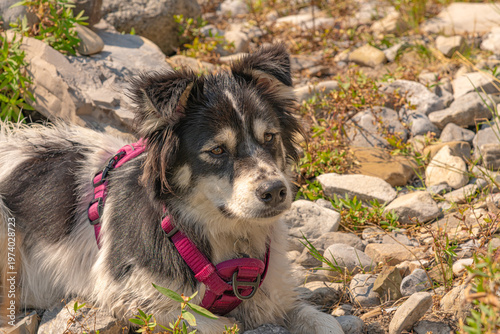 Cute border collie husky dog in summer time Canada. Wearing pink harness in wilderness area. 