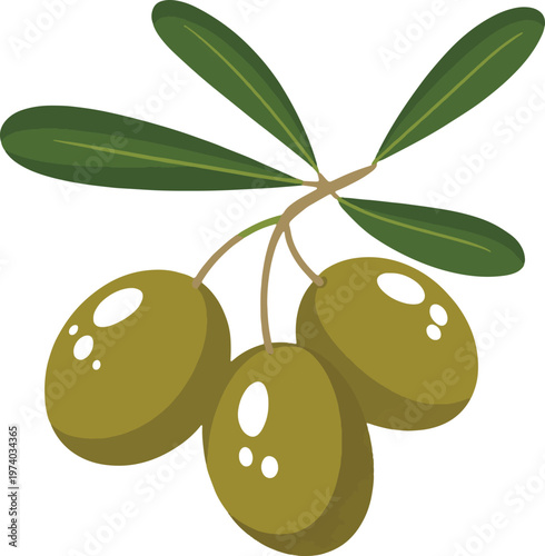 Green olive hanging from a tree with broad leaves Vector
