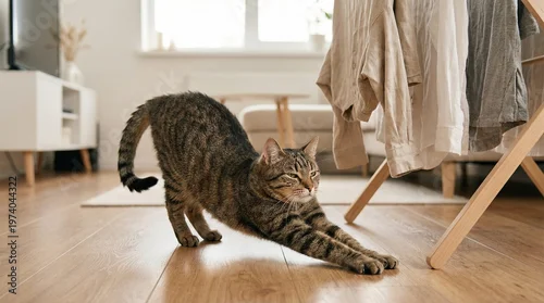 Fototapeta Cat stretching on wooden floor in cozy living room  