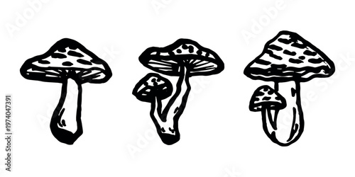 Hand drawn mushroom doodle set Botanical illustration Cute autumn mushroom Healthy eco food Organic vegetarian food For stickers, greeting card, design, print, packaging, decor, kids books
