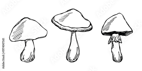 Hand drawn mushroom doodle set Botanical illustration Cute autumn mushroom Healthy eco food Organic vegetarian food For stickers, greeting card, design, print, packaging, decor, kids books