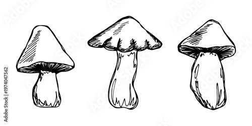 Hand drawn mushroom doodle set Botanical illustration Cute autumn mushroom Healthy eco food Organic vegetarian food For stickers, greeting card, design, print, packaging, decor, kids books