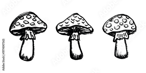 Hand drawn mushroom doodle set Botanical illustration Cute autumn mushroom Healthy eco food Organic vegetarian food For stickers, greeting card, design, print, packaging, decor, kids books