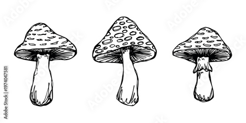 Hand drawn mushroom doodle set Botanical illustration Cute autumn mushroom Healthy eco food Organic vegetarian food For stickers, greeting card, design, print, packaging, decor, kids books