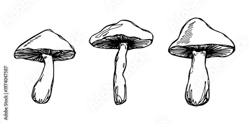 Hand drawn mushroom doodle set Botanical illustration Cute autumn mushroom Healthy eco food Organic vegetarian food For stickers, greeting card, design, print, packaging, decor, kids books