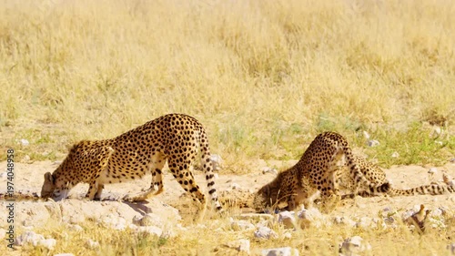 Alert Cheetah Drinking Water, Kalahari Desert, South Africa