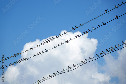 전선위에 앉아있는 제비들