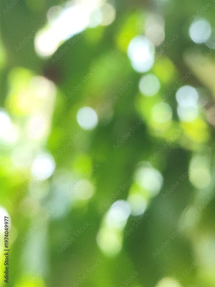 Obraz premium green bokeh background from nature under tree shade, defocused