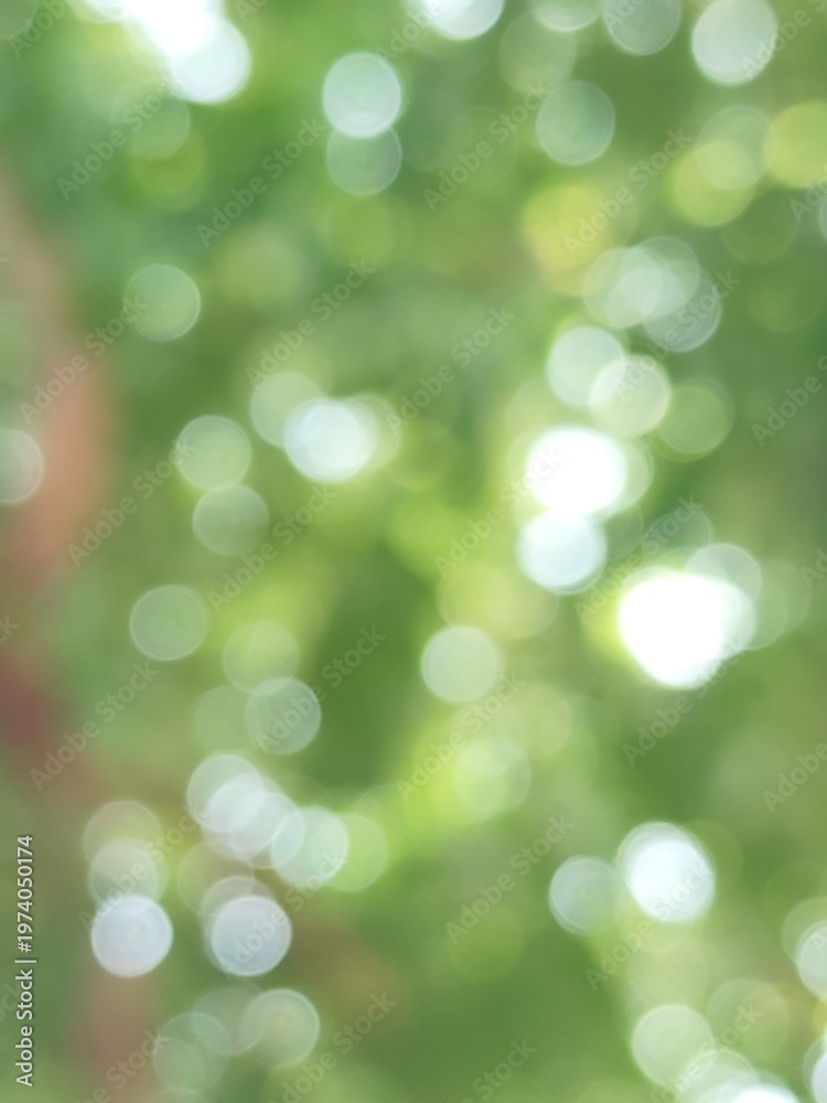 Obraz premium green bokeh background from nature under tree shade, defocused