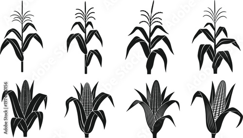Corn plant silhouettes collection isolated on white background, maize growth stages illustration, agricultural crop design, organic farming concept, botanical icons set for harvest and food production