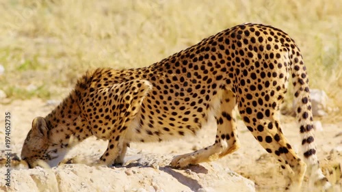 A family of South african cheetahs drinking water in savanne