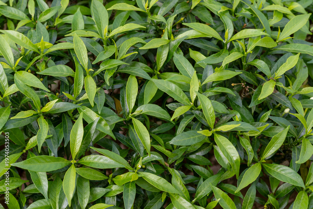 Fototapeta premium Vibrant green glossy garden leaves showing intricate texture and dense growth patterns in a natural setting