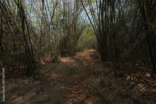 A narrow dirt trail winding through a lush tropical forest with sunlight filtering through trees, dry leaves covering the ground, creating a peaceful and natural hiking atmosphere.