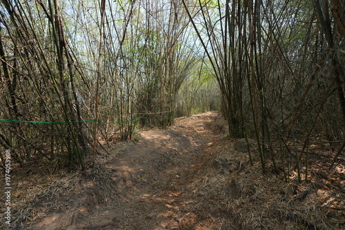A narrow dirt trail winding through a lush tropical forest with sunlight filtering through trees, dry leaves covering the ground, creating a peaceful and natural hiking atmosphere.