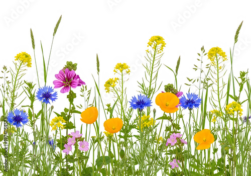 Vibrant wildflowers including poppies, cornflowers, and yellow blossoms in a meadow, isolated on transparent background