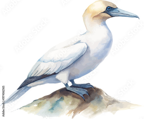 Watercolor Gannet Bird, Ocean Diving Bird Art vector illustration isolated on white background