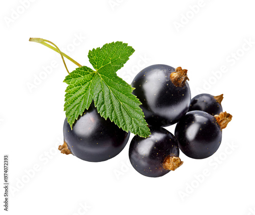 Bild auf Leinwand Fresh ripe blackcurrant berries with green leaves isolated on transparent background