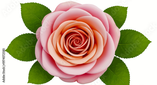 A single beautiful pink rose blossom with green leaves and delicate petals is isolated on white, symbolizing love and romance as a perfect floral gift for Valentine's Day