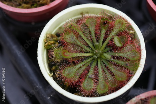 Foto A sundew carnivorous plant in a pot.