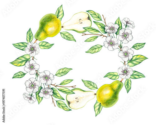 Pear plant wreath with flowers. Watercolor branch with fruits and long green leaves. Hand-drawn botanical illustration. Traditional floral clip art template for labels and greeting cards
