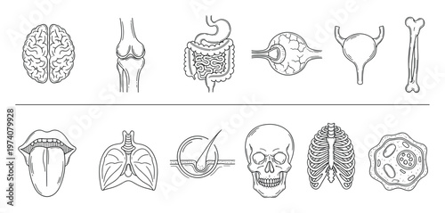 Comprehensive collection of human anatomy line drawing icons representing various body parts and biological systems, perfect for medical education materials and scientific presentations