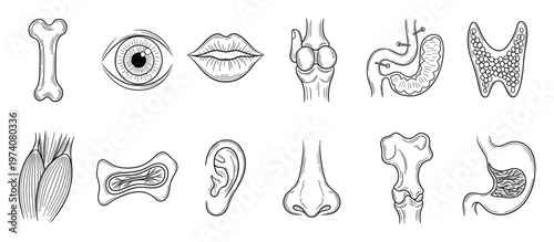 Detailed human anatomy sketch collection for educational materials medical presentations biology textbooks and healthcare infographics